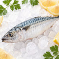 Fresh Frozen Whole Mackerel Fish