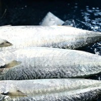 Wild-Caught Frozen Mackerel 1kg