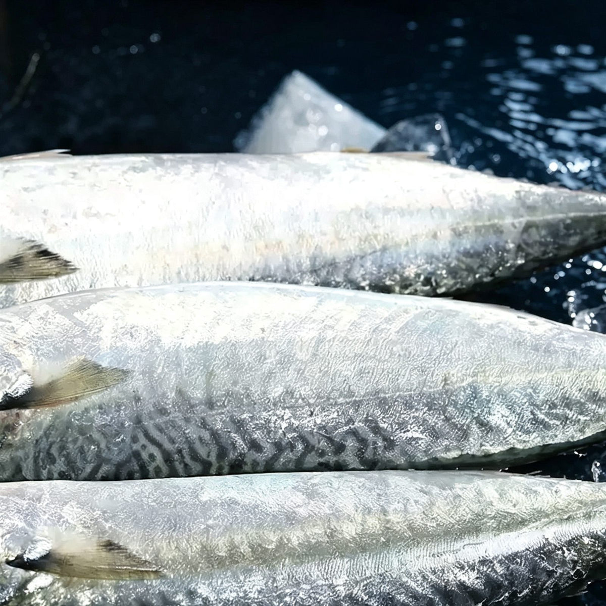 Wild-Caught Frozen Mackerel 1kg